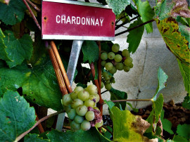 Chardonnay