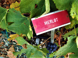 Merlot