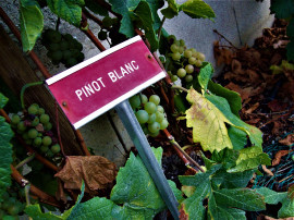 Pinot Blanc