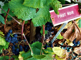 Pinot Noir