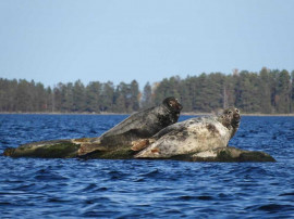 Säl- och havsörnssafarin på konferens i Axmar bruk.