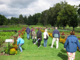 Köksträdgården 2011