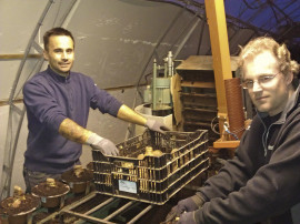 Johannes Erlandsson och Wickholm på Erlandssons Handelsträdgård odlar amaryllis och hyacinter på hösten.