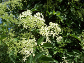 - De åtråvärda fläderblommorna!